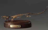 Модель скелета мозазавра Mosasaurus - «globural.ru» - Новосибирск