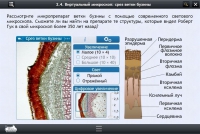 Интерактивные курсы. Биология 5 класс. Расширенный - «globural.ru» - Новосибирск