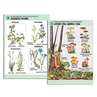 Комплект таблиц для начальной школы "Окружающий мир. Грибы. Растительный мир" - «globural.ru» - Новосибирск