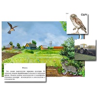 Магнитный плакат-аппликация "Поле: биоразнообразие и взаимосвязи в сообществе" - «globural.ru» - Новосибирск