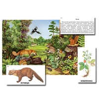 Магнитный плакат-аппликация "Лес: биоразнообразие и взаимосвязи в сообществе" - «globural.ru» - Новосибирск