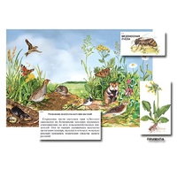 Магнитный плакат-аппликация "Луг: биоразнообразие и взаимосвязи в сообществе" - «globural.ru» - Новосибирск