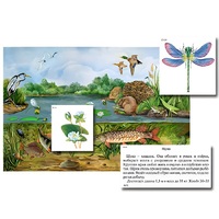 Магнитный плакат-аппликация "Водоем: биоразнообразие и взаимосвязи в сообществе" - «globural.ru» - Новосибирск