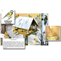 Магнитный плакат-аппликация "Биоразнообразие и экологические группы. Птицы зимой" - «globural.ru» - Новосибирск