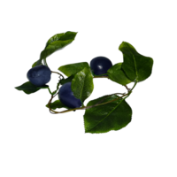 Ветка муляжей "Слива" - «globural.ru» - Новосибирск