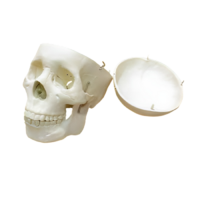 Модель "Череп человека" - «globural.ru» - Новосибирск