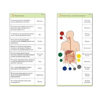 Комплект карточек (10) "Обучающий калейдоскоп. Человек" - «globural.ru» - Новосибирск