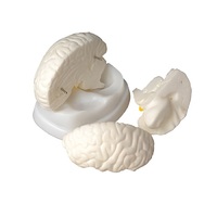 Модель мозга в разрезе - «globural.ru» - Новосибирск