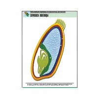 Рельефная таблица "Зерновка пшеницы" (формат А1, матовое ламинир.) - «globural.ru» - Новосибирск