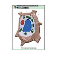 Рельефная таблица "Растительная клетка" (формат А1, матовое ламинир.) - «globural.ru» - Новосибирск