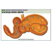 Рельефная таблица "Желудок жвачного животного" (формат А1, матовое ламинир.) - «globural.ru» - Новосибирск