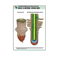Рельефная таблица "Внешнее и внутреннее строение корня" (формат А1, матовое ламинир.) - «globural.ru» - Новосибирск
