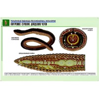 Рельефная таблица "Внутреннее строение дождевого червя" (формат А1, матовое ламинир.) - «globural.ru» - Новосибирск