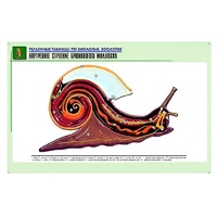 Рельефная таблица "Внутреннее строение брюхоногого моллюска" (формат А1, матовое ламинир.) - «globural.ru» - Новосибирск