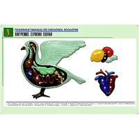 Рельефная таблица "Внутреннее строение голубя" (формат А1, матовое ламинир.) - «globural.ru» - Новосибирск