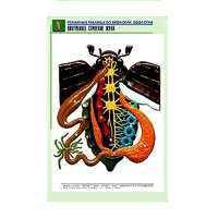 Рельефная таблица "Внутреннее строение жука" (формат А1, матовое ламинир.) - «globural.ru» - Новосибирск