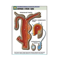 Рельефная таблица "Внутреннее строение гидры" (формат А1, матовое ламинир.) - «globural.ru» - Новосибирск