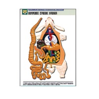 Рельефная таблица "Внутреннее строение кролика" (формат А1, матовое ламинир.) - «globural.ru» - Новосибирск