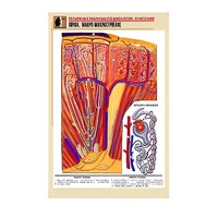 Рельефная таблица "Почка. Макро-микростроение" - «globural.ru» - Новосибирск