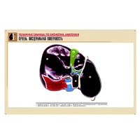 Рельефная таблица "Печень. Висцеральная поверхность" (формат А1, матовое ламинир.) - «globural.ru» - Новосибирск