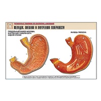 Рельефная таблица "Желудок. Внешняя и внутренняя поверхности" (формат А1, матовое ламинир.) - «globural.ru» - Новосибирск