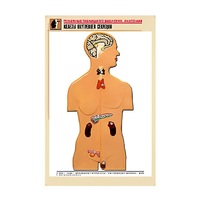 Рельефная таблица "Железы внутренней секреции" (формат А1, матовое ламинир.) - «globural.ru» - Новосибирск