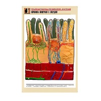 Рельефная таблица "Ворсинка кишечная с сосудом" (формат А1, матовое ламинир.) - «globural.ru» - Новосибирск