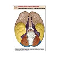 Рельефная таблица "Доли и извилины нижней поверхности полушарий головного мозга" - «globural.ru» - Новосибирск