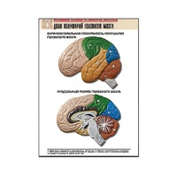 Рельефная таблица "Доли полушарий головного мозга" - «globural.ru» - Новосибирск