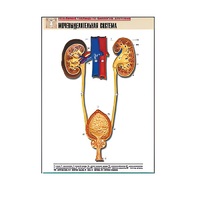 Рельефная таблица "Мочевыделительная система" (формат А1, матовое ламинир.) - «globural.ru» - Новосибирск