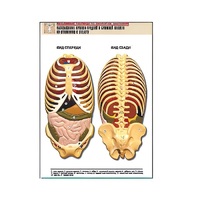 Рельефная таблица "Расположение органов грудной и брюшной полостей по отношению к скелету"(формат А1, лам.) - «globural.ru» - Новосибирск