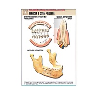 Рельефная таблица "Челюсти и зубы человека" (формат А1, матовое ламинир.) - «globural.ru» - Новосибирск