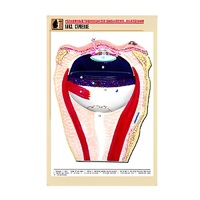 Рельефная таблица "Глаз. Строение" (формат А1, матовое ламинир.) - «globural.ru» - Новосибирск