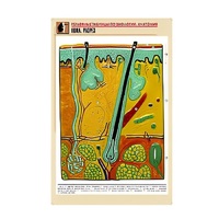 Рельефная таблица "Кожа. Разрез" (формат А1, матовое ламинир.) - «globural.ru» - Новосибирск