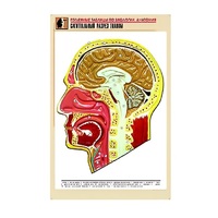 Рельефная таблица "Сагиттальный разрез головы" (формат А1, матовое ламинир.) - «globural.ru» - Новосибирск