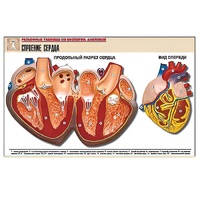 Рельефная таблица "Строение сердца" (формат А1, матовое ламинир.) - «globural.ru» - Новосибирск
