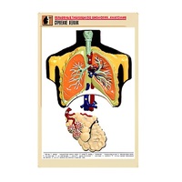Рельефная таблица "Строение легких" (формат А1, матовое ламинир.) - «globural.ru» - Новосибирск
