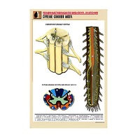 Рельефная таблица "Строение спинного мозга " (формат А1, матовое ламинир.) - «globural.ru» - Новосибирск