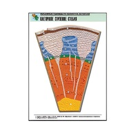 Рельефная таблица "Клеточное строение стебля" (формат А1, матовое ламинир.) - «globural.ru» - Новосибирск