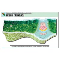 Рельефная таблица "Клеточное строение листа" (формат А1, матовое ламинир.) - «globural.ru» - Новосибирск