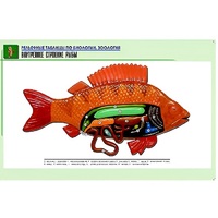 Рельефная таблица "Внутреннее строение рыбы" (формат А1, матовое ламинир.) - «globural.ru» - Новосибирск