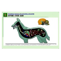 Рельефная таблица "Внутреннее строение собаки" (формат А1, матовое ламинир.) - «globural.ru» - Новосибирск