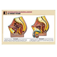 Рельефная таблица "Таз мужской и женский" (формат А1, матовое ламинир.) - «globural.ru» - Новосибирск