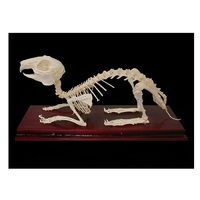 Скелет кролика - «globural.ru» - Новосибирск