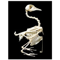 Скелет голубя - «globural.ru» - Новосибирск