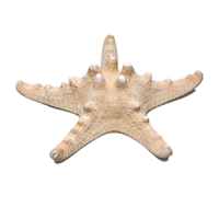 Сухой препарат "Звезда морская" (вариант 2) - «globural.ru» - Новосибирск