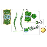 Модель-аппликация "Размножение многоклеточной водоросли" (ламинированная) - «globural.ru» - Новосибирск