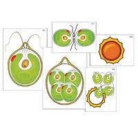 Модель-аппликация "Размножение одноклеточной водоросли" (ламинированная) - «globural.ru» - Новосибирск