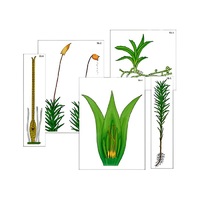 Модель-аппликация "Размножение мха" (ламинированная) - «globural.ru» - Новосибирск