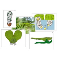 Модель-аппликация "Размножение папоротника" (ламинированная) - «globural.ru» - Новосибирск